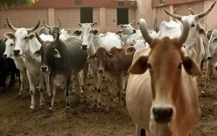 government will conduct the cow science exam says rashtriya kamdhenu ayog