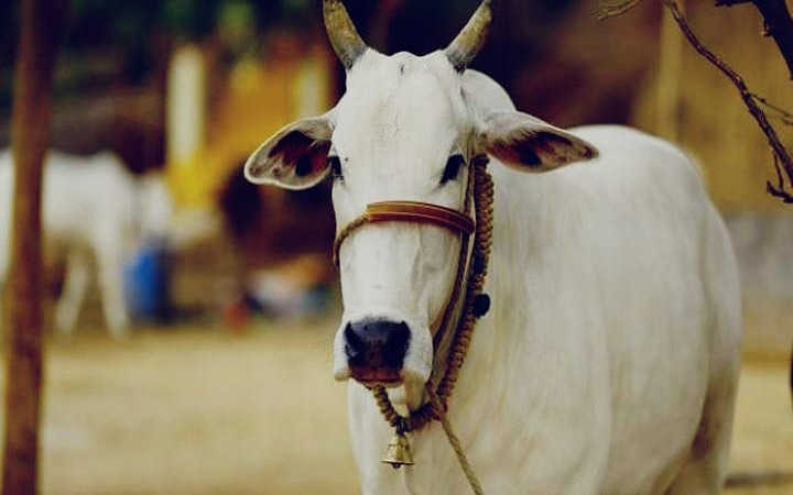 government will conduct the cow science exam says rashtriya kamdhenu ayog