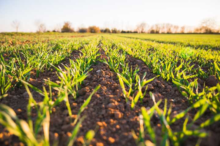 quality of soil tested by burying clothes in the ground in australia and new zealand