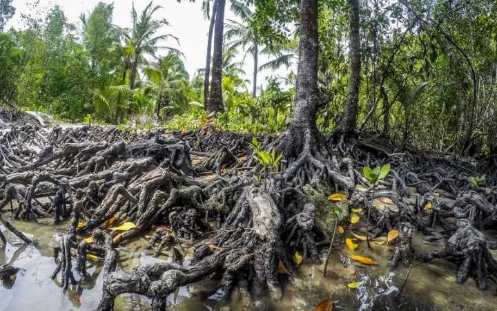 cyclone yaas lakhs of mangrove plant still waiting for plantation in matla river side