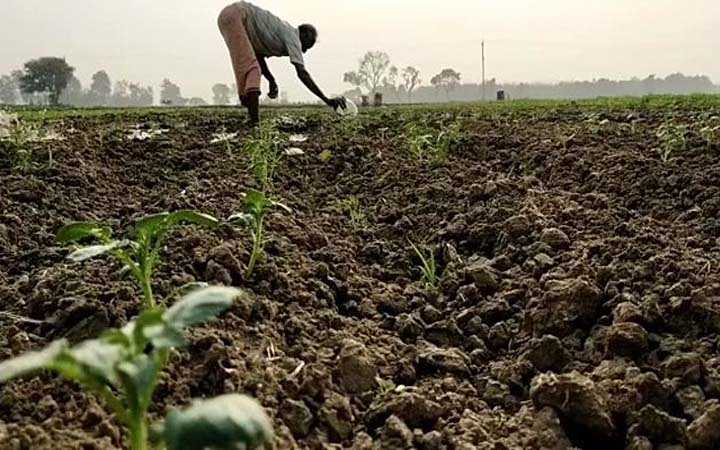 increasing of potato quantity cultivation even though it not getting fair price