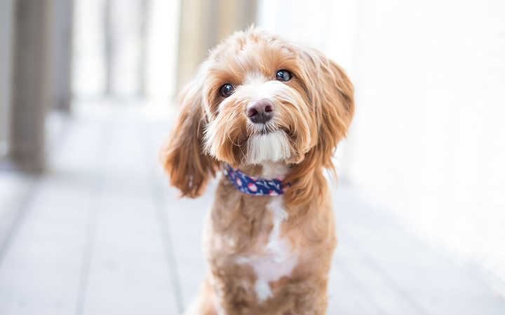 dogs are more relaxed when we give them an affectionate gentle petting before leaving