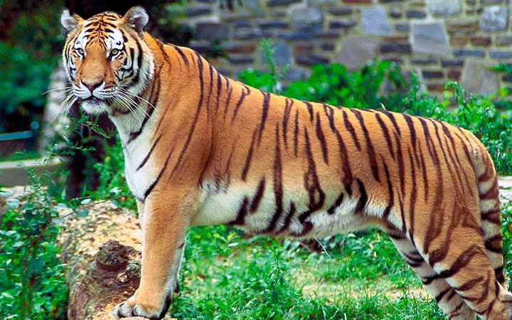 zoo tigers eat vitamins to boost immunity