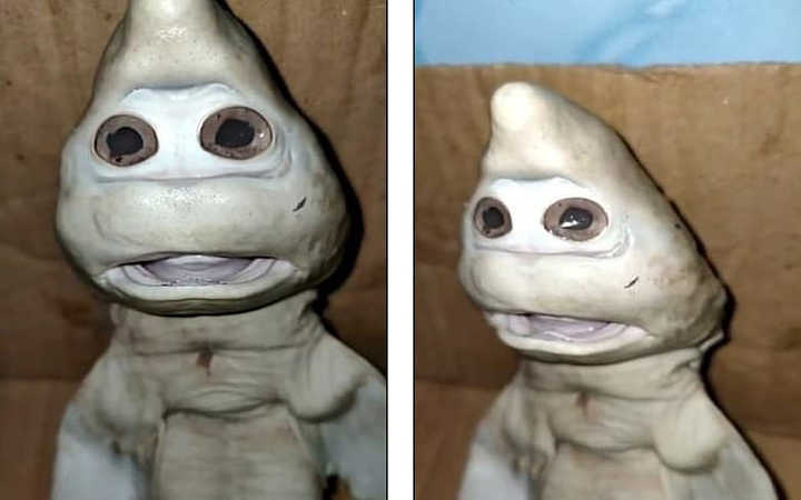 real life baby shark were found to look like human face