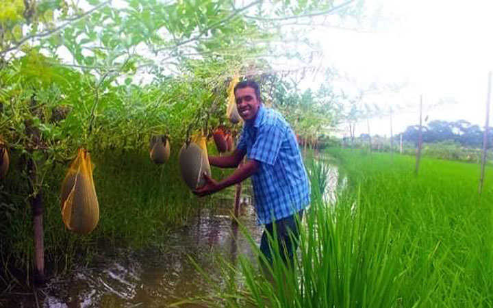 usaid is helping watermelon farmers in bangladesh