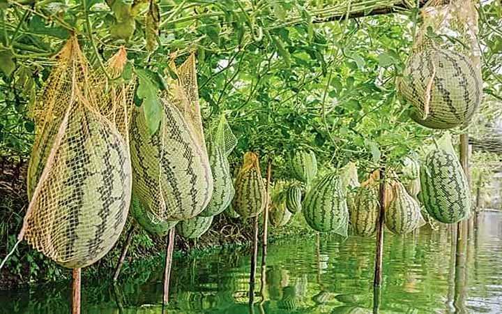 usaid is helping watermelon farmers in bangladesh