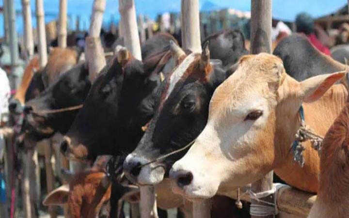 yogi adityanath govt announced to give winter clothes every cow