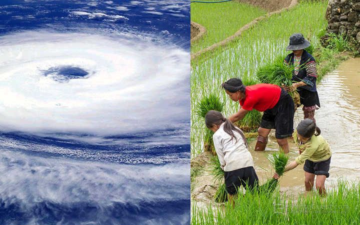 farmers are picking up raw paddy and vegetables in fear of yash