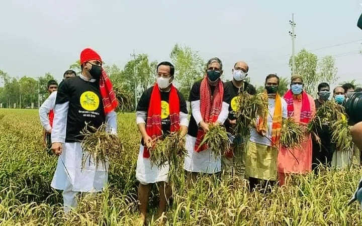 inauguration of the paddy harvesting festival of bangabandhu in grain picture at bangladesh