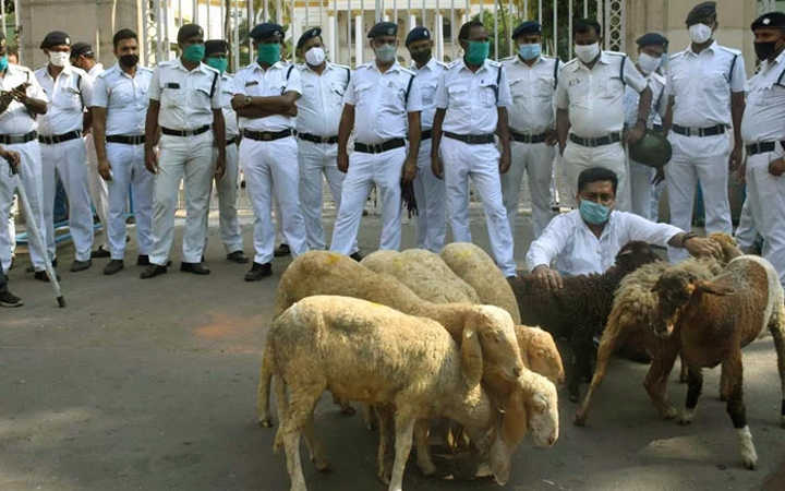 demonstration with sheep herd in front of raj bhavan filed a case under the epidemic act at hare street police station