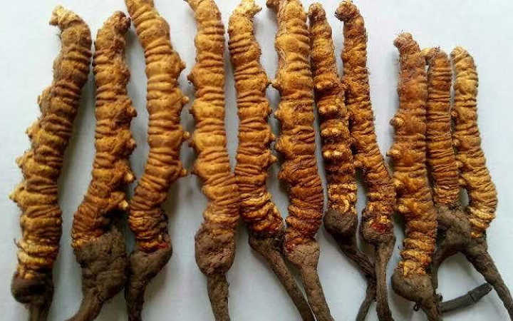 precious insects found in the himalayas are sold for millions of rupees