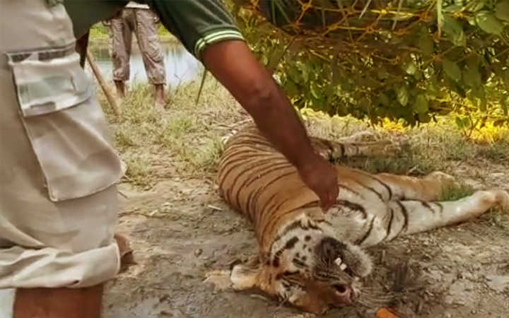 the royal bengal tiger of the sundarbans died on the way to sajnekhali