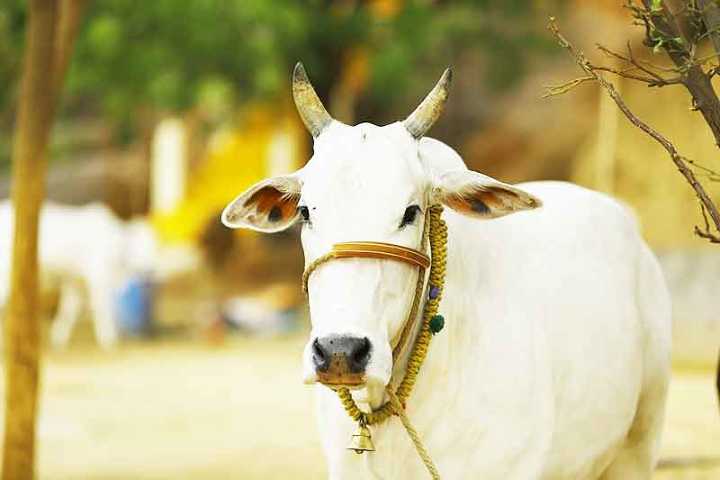 farmers bring cow to police station as part of the protest