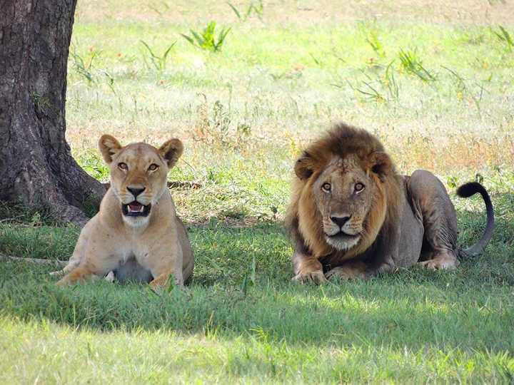 corona threat in etawah safari lioness gauri and jennifer corona infected