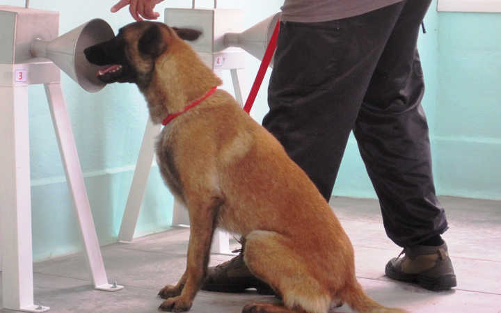 trained dogs could detect covid infections indicates new study